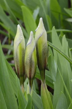 $Irises_f16 DOF_6114.webp