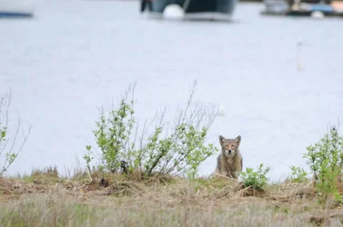 $coyote 5-16-12 003-2.webp