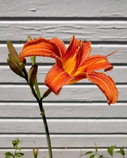 $daylily_orange.webp