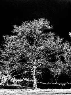 $cooltree3.webp