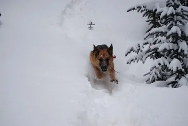 $Lulu snow.webp $Lulu snow.webp