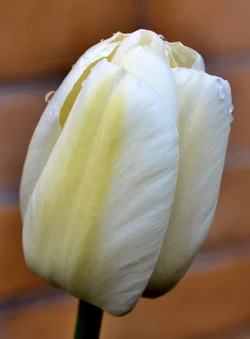$flowercritique2.webp $flowercritique2.webp