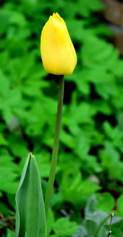 $flowercritique4.webp $flowercritique4.webp