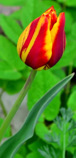$flowercritique5.webp $flowercritique5.webp