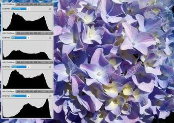 $hydrangea_hist.webp