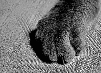 $catpaw2.webp $catpaw2.webp