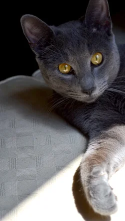$kitty.webp