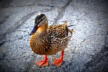 $Duck Tales.webp
