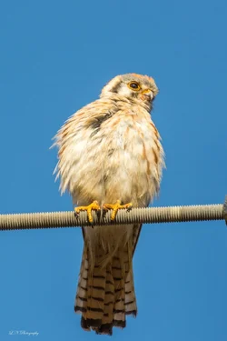 $American Kestrel lnp-1 resized.webp
