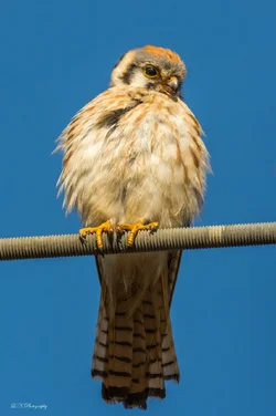 $American Kestrel lnp-4 resized.webp
