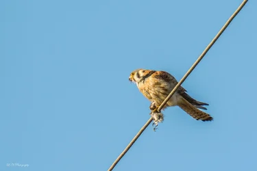 $American Kestrel lnp-5 resized.webp