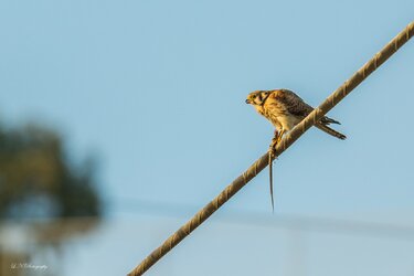 $American Kestrel lnp-6 resized.jpg