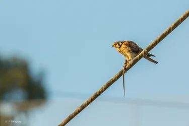 $American Kestrel lnp-6 resized.webp