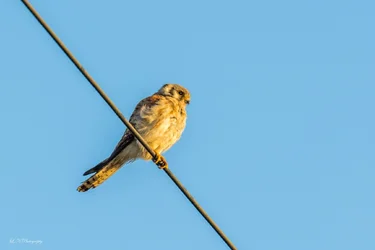 $American Kestrel lnp-8 resized.webp