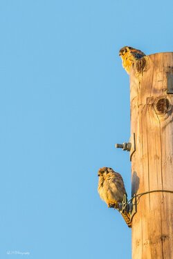 $American Kestrel lnp-9 resized.jpg