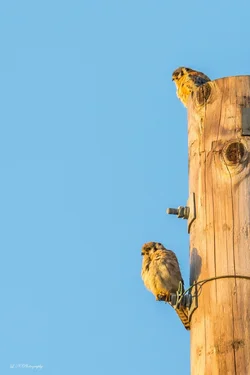$American Kestrel lnp-9 resized.webp