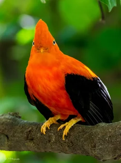 $cock of the rock resized.webp