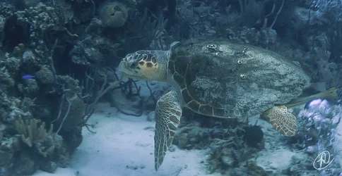 $Turtle and Fish small (1 of 1).webp