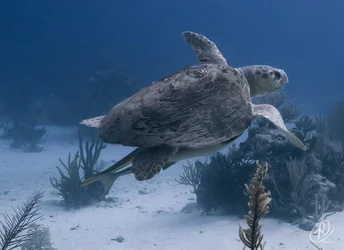 $Swimming Turtle small (1 of 1).webp