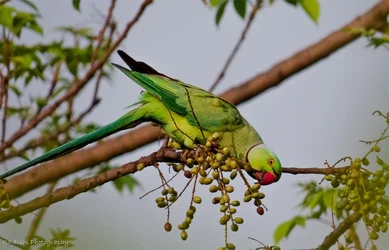 $parrot #1.webp $parrot #1.webp