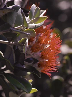 $hawaii nikon 075.webp