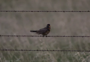$birds 027.webp