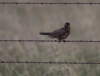 $birds 027.webp