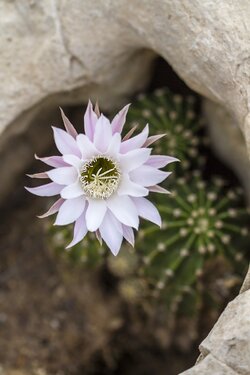 $White cactus flower  in rock- sharp stamen.jpg