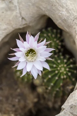 $White cactus flower  in rock- sharp stamen.webp
