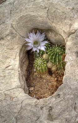 $White cactus flower in rock - 2.webp