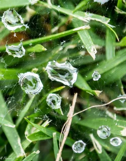 $Water drops-spider web  (1 of 1).webp