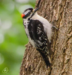 $Woodpecker pecking small (1 of 1).webp