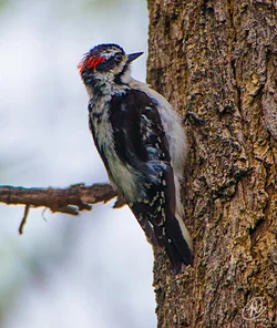 $Woodpecker Working small (1 of 1).webp