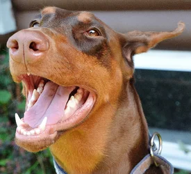 $the dobie and collie 017.webp