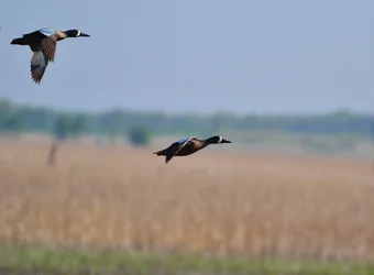 $Bluewing Teal.webp