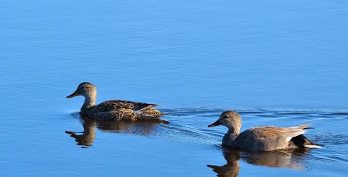 $Gadwall Hen and Drake.webp