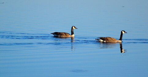 $Canada Geese.JPG