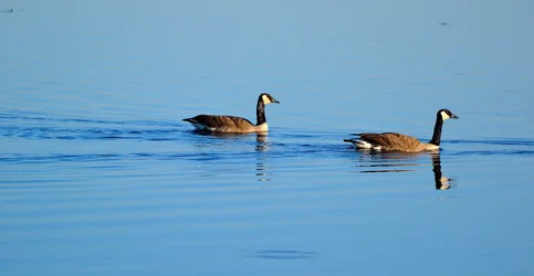 $Canada Geese.webp