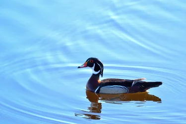 $WoodDuck.webp