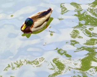 $mallard 2.webp