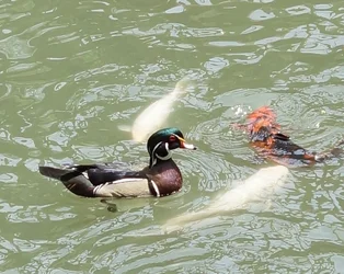 $Mallard.webp
