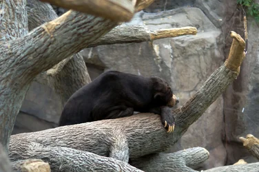 $brown bear.webp
