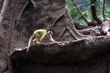$yellow monkey.webp