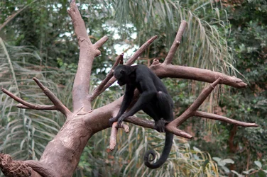 $monkey2.webp