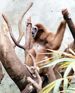 $monkey1.webp