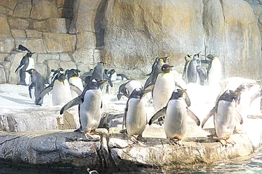 $penguins.webp