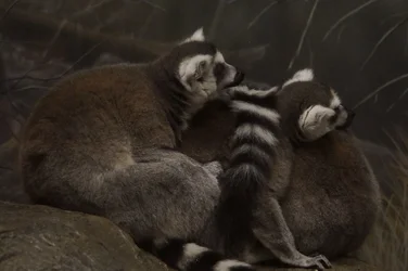 $lemurs sleeping.webp