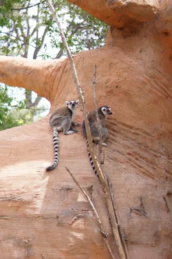 $lemurs.webp