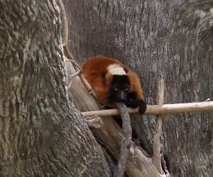 $lemur.webp