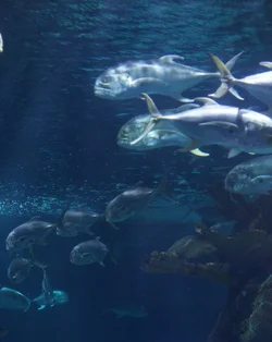 $fish.webp
